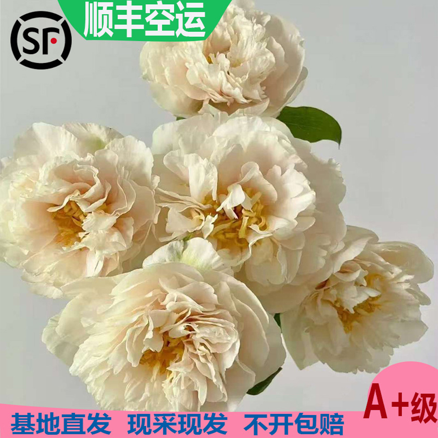 进口柠檬雪纺芍药鲜切花图片