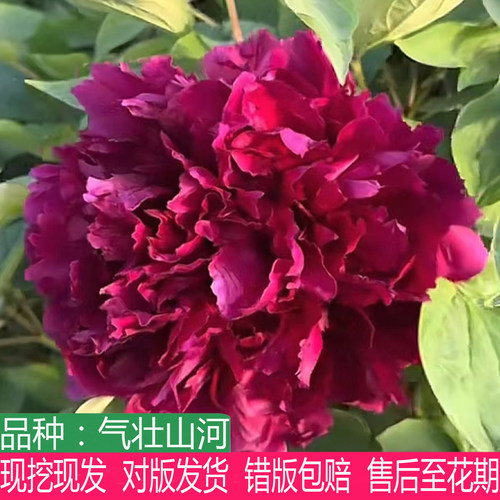 气壮山河牡丹花苗大花重瓣多年生