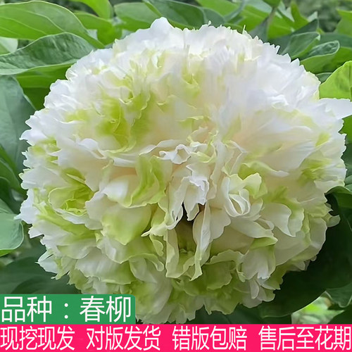 春柳牡丹花苗浓香大花重瓣绣球型