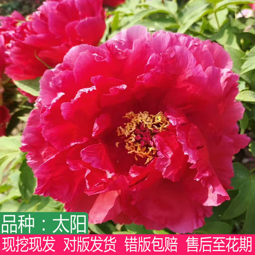 日本进口红色系太阳牡丹花苗盆栽别墅庭院阳台观赏大花重瓣多年生
