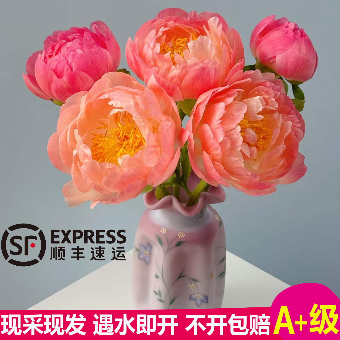 荷兰进口大花重瓣珊瑚落日芍药鲜切花室内插花会变色现采花卉花束图片
