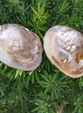 天然海螺贝壳工艺淡水珍珠蚌