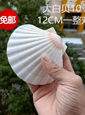 包邮新款海螺贝壳大号夏威夷白扇贝画DIY涂鸦绘画贴墙收藏礼品1个