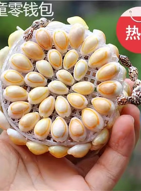 天然鱼缸造景海螺贝壳海螺贝壳