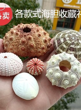 热卖海螺贝壳鸟巢海胆壳勋章海胆头帕沙钱白海胆紫色空气凤梨盆栽