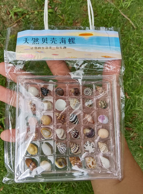 天然迷你小海螺贝壳收纳盒