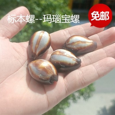 包邮天然海螺贝壳玛瑙宝螺标本螺收藏礼品鱼缸水族家居装饰珊瑚图片