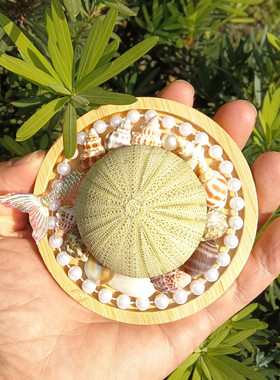 天然海螺贝壳绿海胆冰箱贴diy手作海岛礼品纪念品装饰收藏珍珠