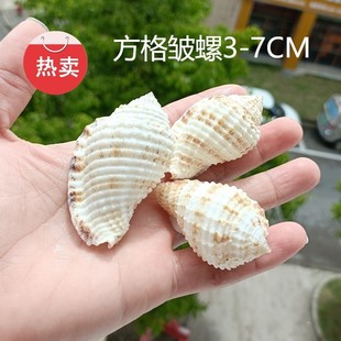 饰地中海家居收藏 天然海螺贝壳方格皱螺标本螺鱼缸水族造景装 包邮