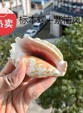 热卖新款海螺贝壳紫袖凤凰螺燕子螺青蛙螺家居装饰水族礼品珊瑚