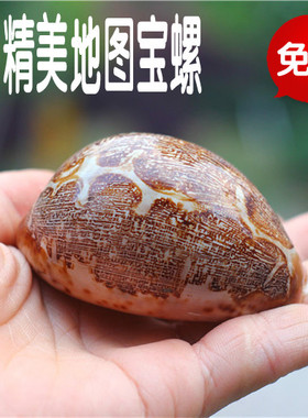 包邮天然海螺贝壳地图宝螺地台装饰鱼缸水族拍摄道具礼品摆件珊瑚
