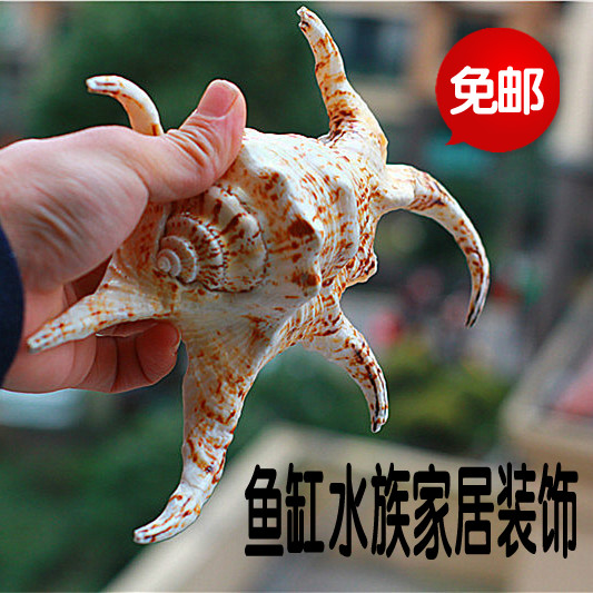 包邮新款六角螺蜘蛛螺水字螺海螺贝壳地中海婚庆鱼缸造景道具摆件