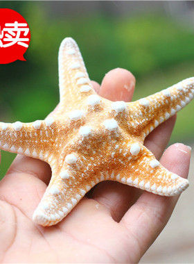 天然海星标本海螺贝壳装饰珊瑚