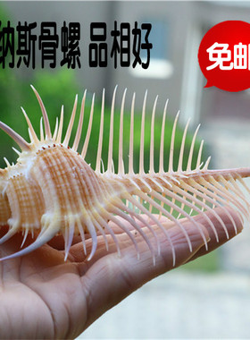 包邮天然海螺贝壳维纳斯骨螺女巫骨螺标本螺橱窗鱼缸水族装饰珊瑚