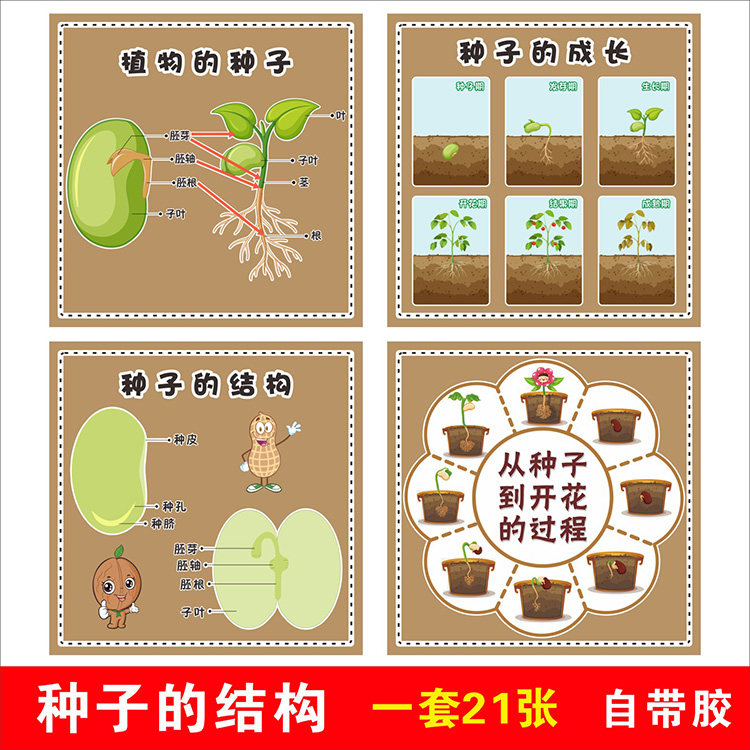 幼儿园植物角主题环创种子的结构成长传播植物角公约墙贴纸海报