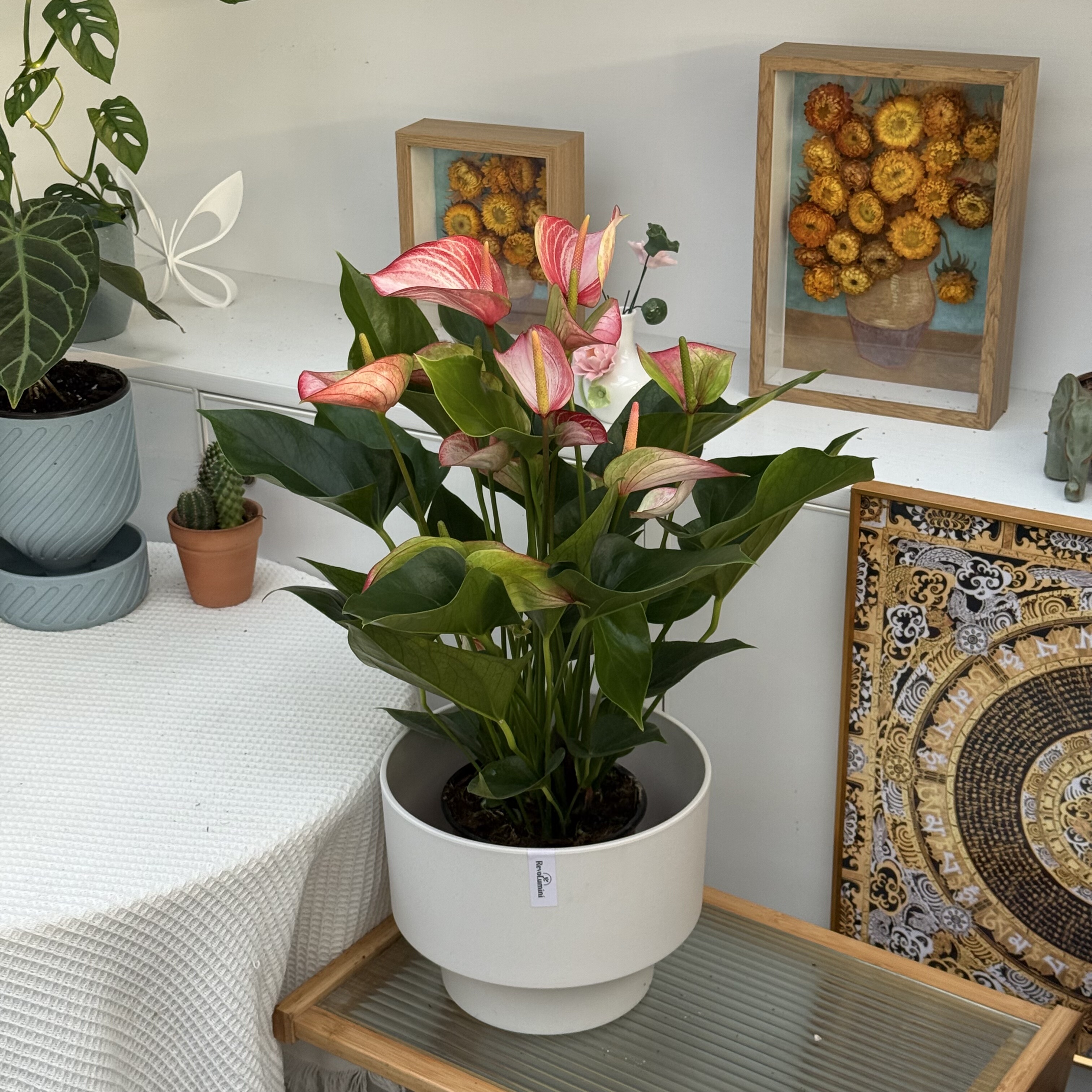 特级超大红利维姆油画彩掌红掌新手好养耐阴室内花卉绿植