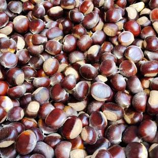 25年陕西秦岭新鲜野生板栗小毛栗子油栗子现货票子产地直销