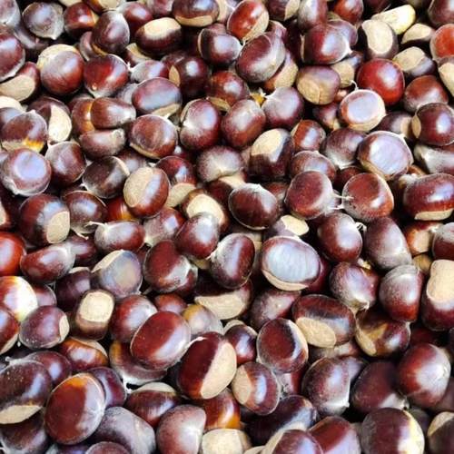 25年陕西秦岭新鲜野生板栗小毛栗子油栗子现货票子产地直销