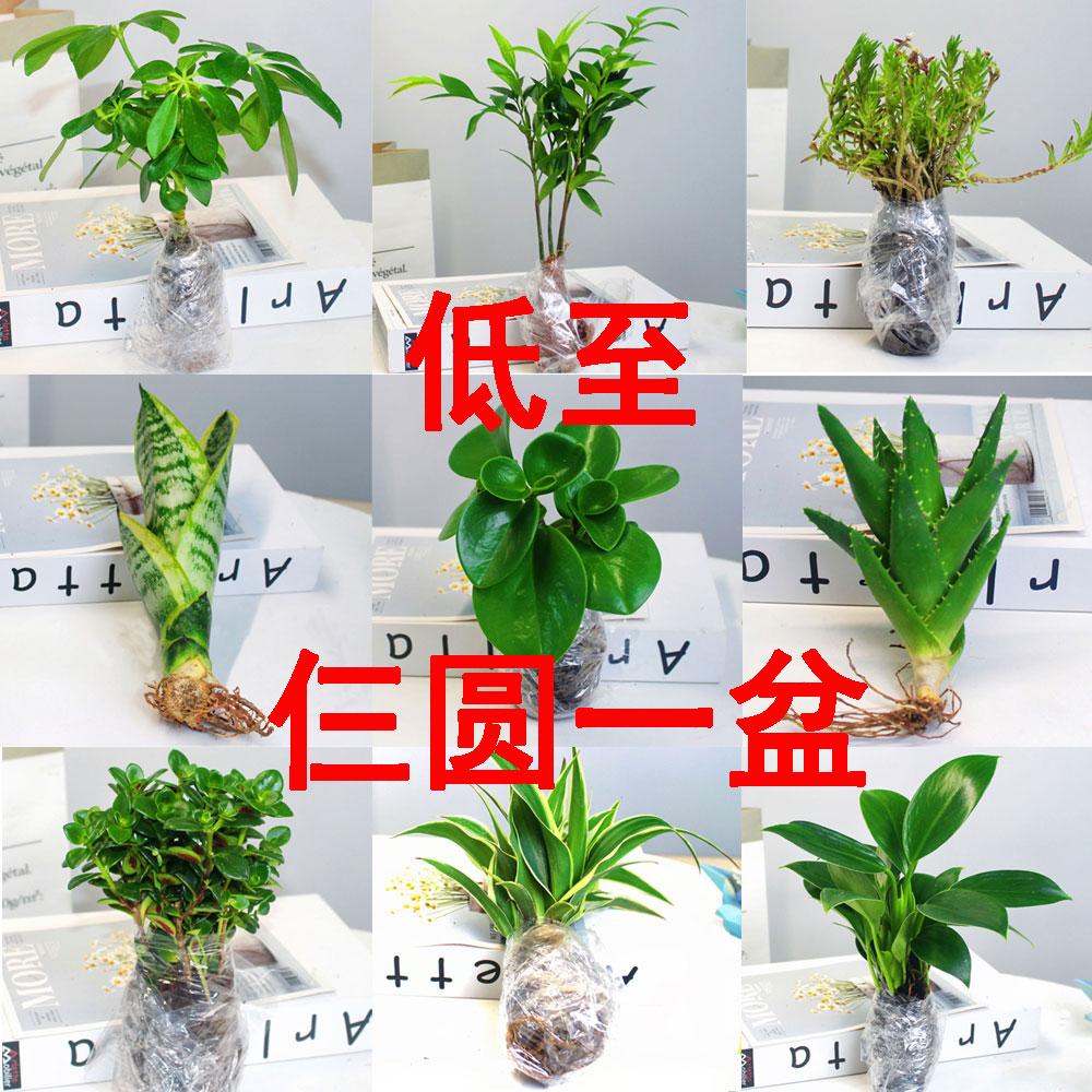 芦荟盆栽多肉植物耐旱好养绿植