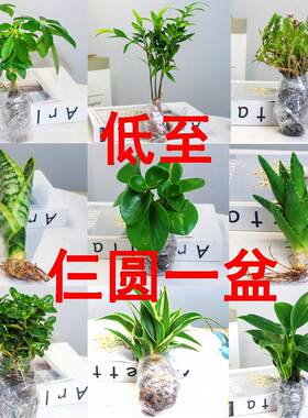 芦荟盆栽多肉植物耐旱好养绿植