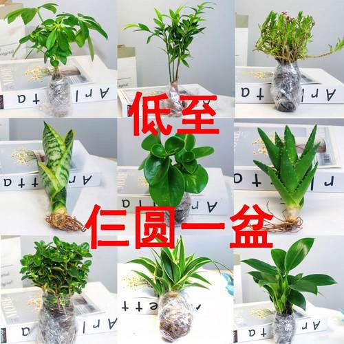 芦荟盆栽多肉植物耐旱好养绿植