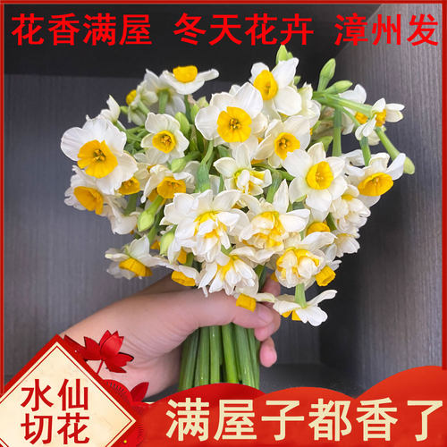 漳州水仙花重瓣单瓣鲜切花水养冬季花卉花束现摘泡水即开鲜花水培