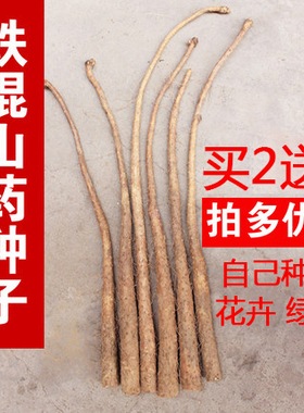 河南山药苗种子正宗温县铁棍山药栽龙头铁杆 种籽种植苗嘴子尾巴