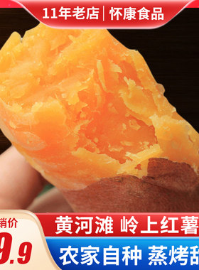 新鲜农家红蜜薯地瓜现挖黄河滩
