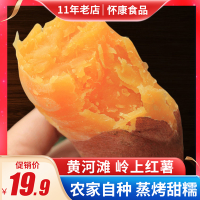 新鲜农家红蜜薯地瓜现挖黄河滩