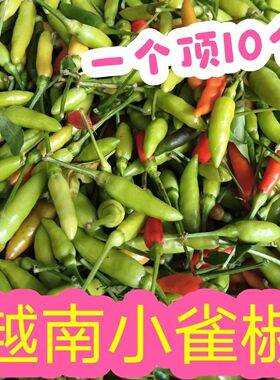 越南小雀椒小鸡椒 小雀辣野生 指天椒雀屎椒 特小特辣 魔鬼小辣椒