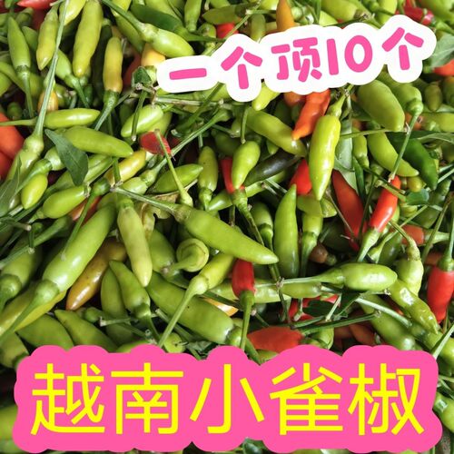 越南小雀椒小鸡椒 小雀辣野生 指天椒雀屎椒 特小特辣 魔鬼小辣椒
