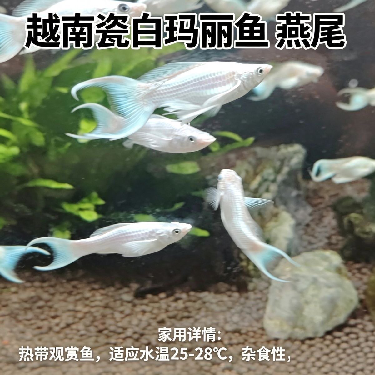 越南钻石眼瓷白燕尾玛丽鱼活体热带淡水胎生观赏鱼白玛丽鱼双尾燕