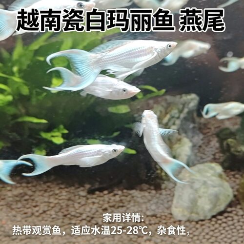 越南钻石眼瓷白燕尾玛丽鱼活体热带淡水胎生观赏鱼白玛丽鱼双尾燕