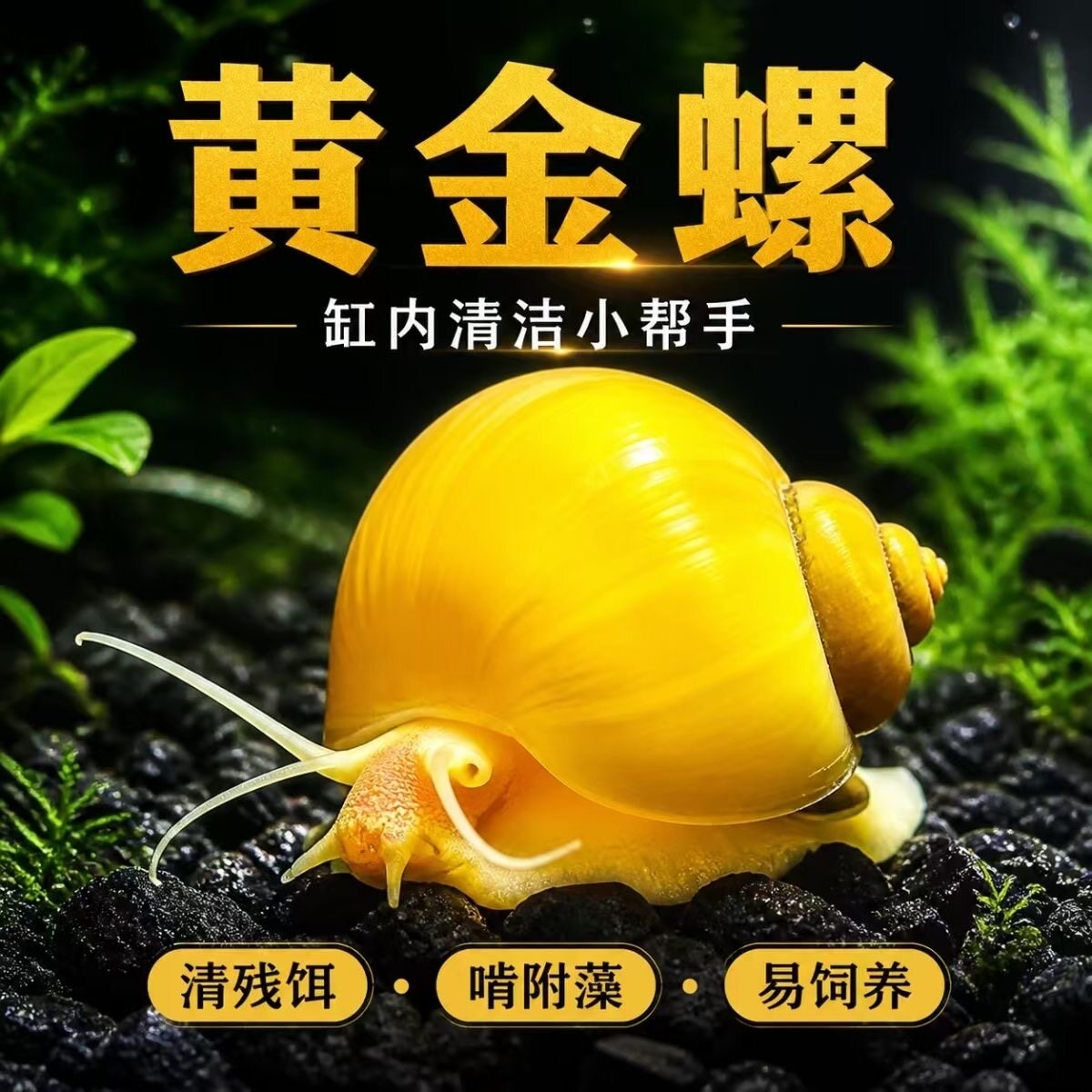 黄金螺苹果大号斑马蜗牛活体螺黑金刚观赏螺工具螺清洁粪便除藻螺