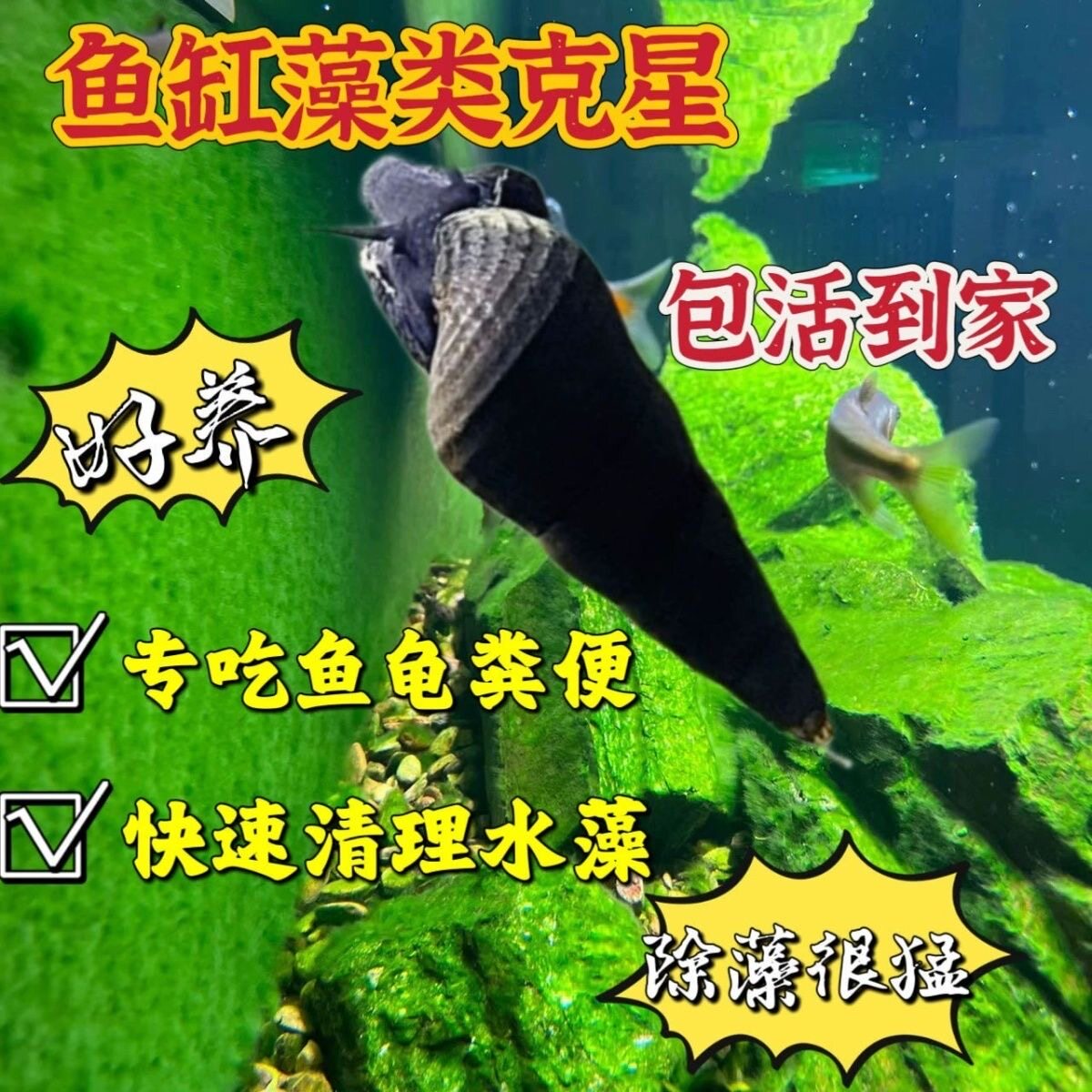 绿藻清藻螺淡水观赏山坑螺除藻青苔吃鱼龟粪清洁鱼缸工具水族宠物