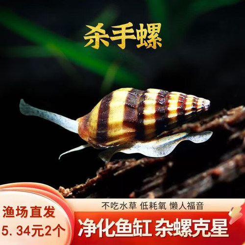 杀手螺除藻除杂螺吃涡虫观赏螺苹果螺黑金刚彩蛋螺蜗牛螺好养耐活