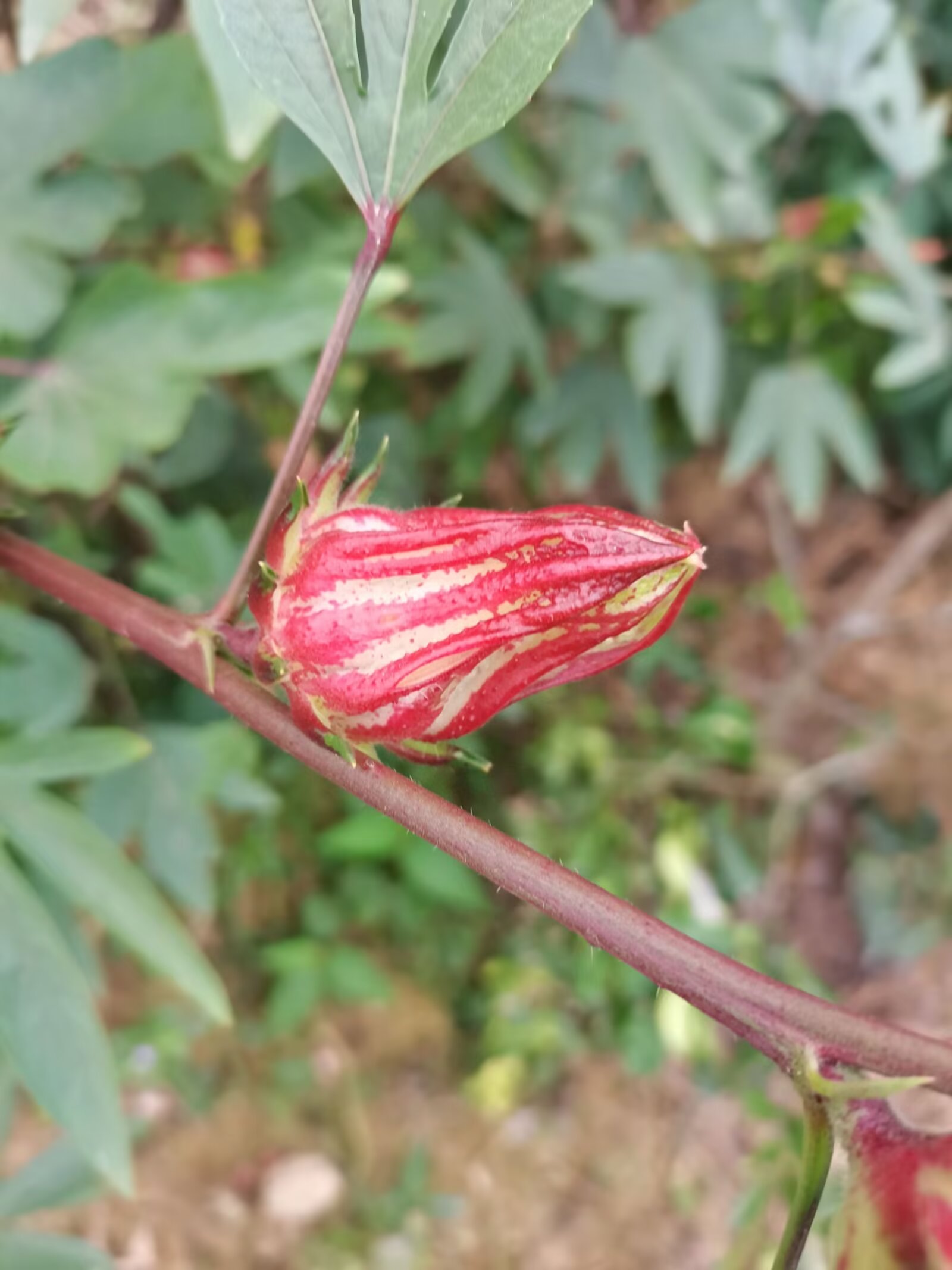 带花斑马洛神花苗 洛神花玫瑰茄花茶果脯用种子商用树苗种苗红桃k