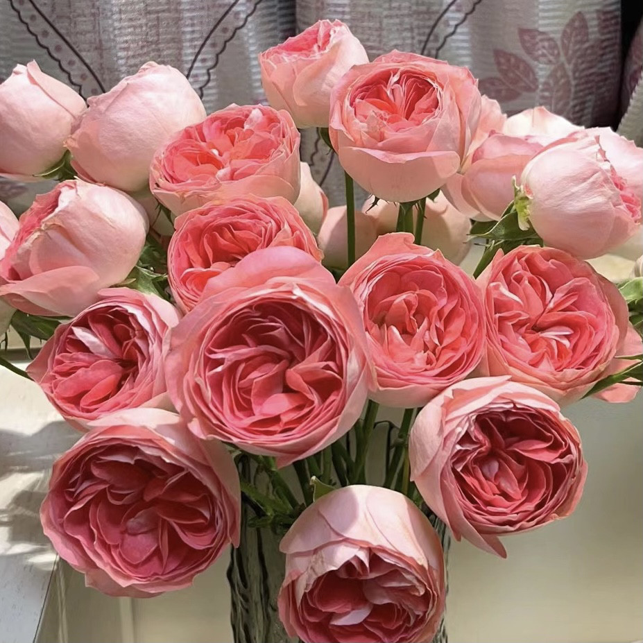 邻家花园 诺娃阳台月季丰花勤花鲑鱼粉色浓香阳台庭院露台花卉