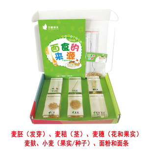 面食的来源茎花果实种子标本生物自然植物科学实验 儿童早教玩具