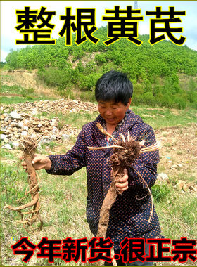 内蒙古纯野生黄芪整颗大根新货