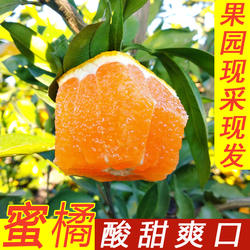 湖北丹江口桔子武当蜜桔早熟新鲜橘子酸甜蜜橘孕妇水果5斤9斤包邮