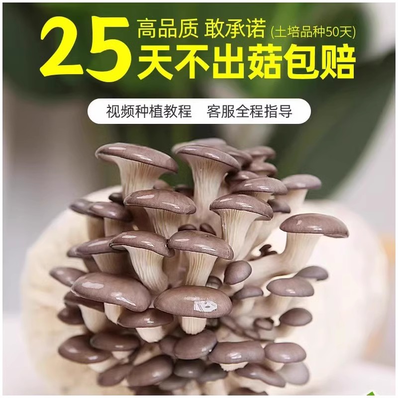 食用菌包蘑菇红平菇种子种植儿童蘑菇种植包盆栽香菇菌种室内家庭