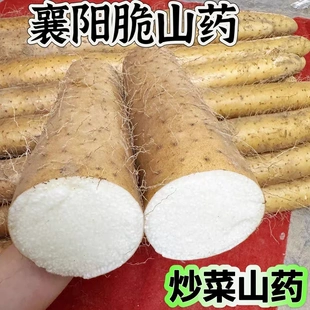 新鲜脆山药农家现挖现发脆山药粗山药非铁棍炒菜脆山药粗脆淮山药
