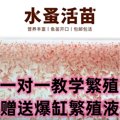 水蚤活体活苗鱼食红虫水虱子水瘙繁殖鱼食卵饲料鱼苗幼苗开口活食