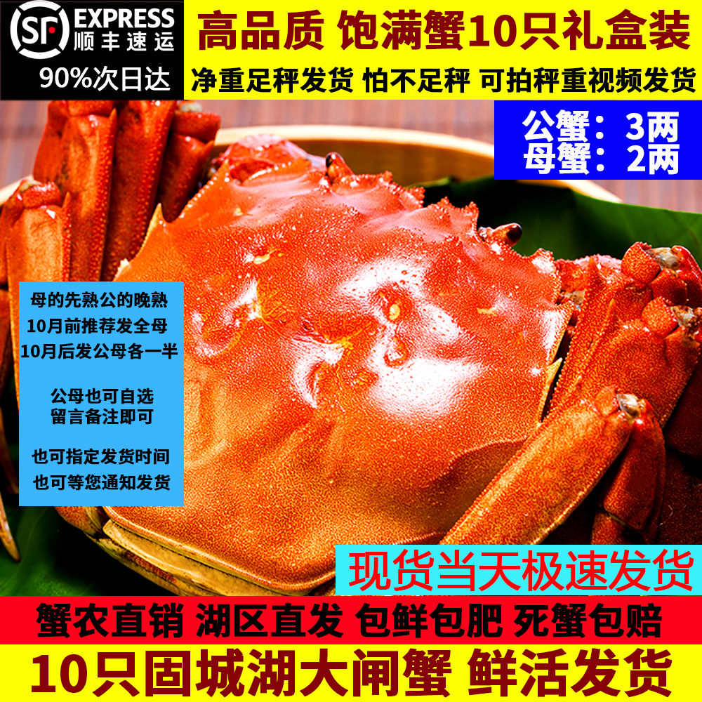 现货大闸蟹固城湖全母蟹10只顺丰