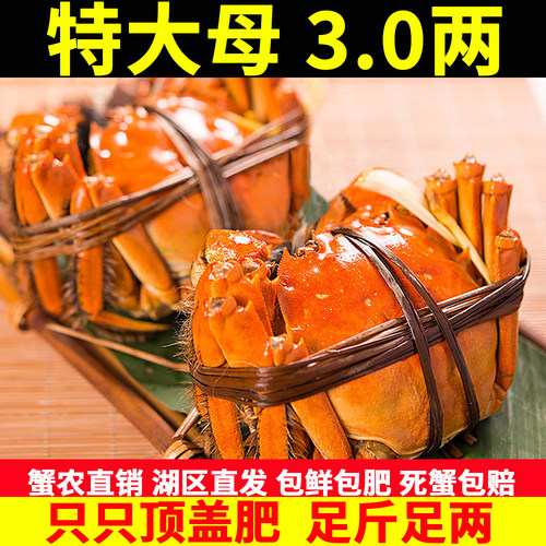现货固城湖大闸蟹鲜活精品螃蟹母蟹公蟹自选净重清水湖蟹顺丰包邮