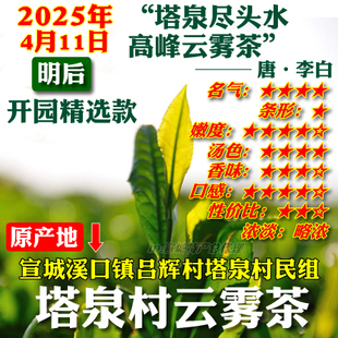 云雾2025年雨前春茶新茶叶绿茶溪口镇吕辉村塔泉云雾类高山茶包邮