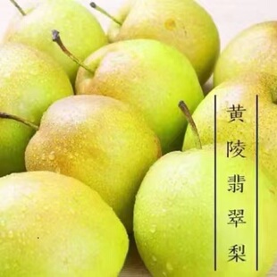 陕西黄陵翡翠梨精选大果9.5斤【精选好果】