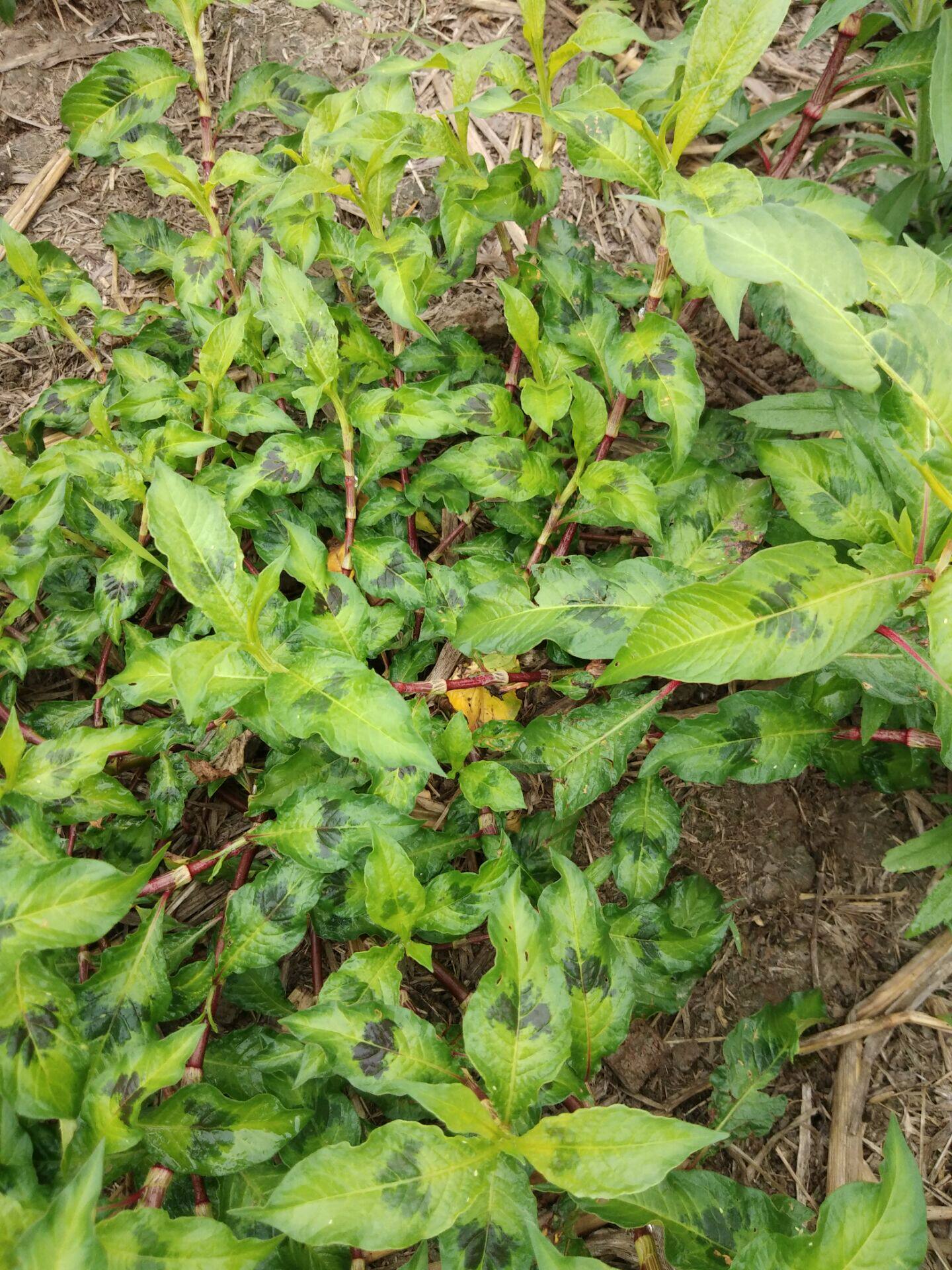干品辣蓼草 水蓼红辣蓼辣马蓼辣椒草500g包邮白辣蓼酒曲材料