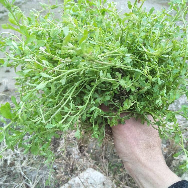 新鲜野外现挖鹅不食 石胡荽地胡椒 鸡肠草 地芫荽200g包邮 野园荽